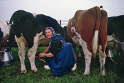 Staphorst 1990 'milk