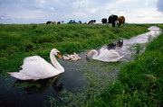 Waterland 'cows and 
